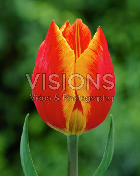 Тюльпан простой ранний Флаир